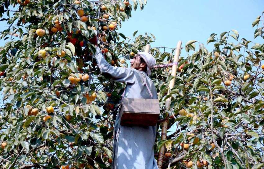 پشاور:پھل تیار ہونے کے بعد درختوں سے پھل اتارا جا رہا ہے