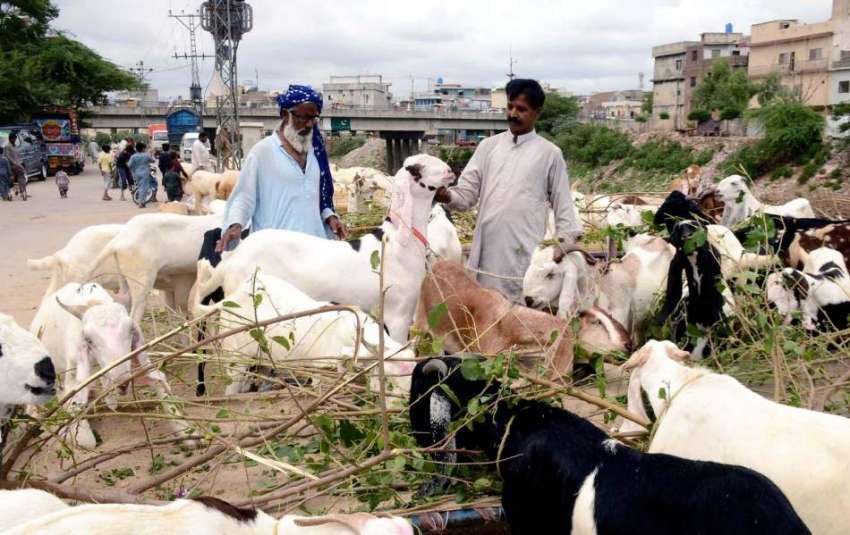 راولپنڈی: ایک شہری سڑک کنارے قربانی کے جانور پسند کر رہا ..