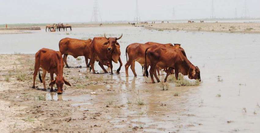 حیدر آباد: شدید گرمی کے باعث مویشی دریائے سندھ کنارے گدلاپانی ..