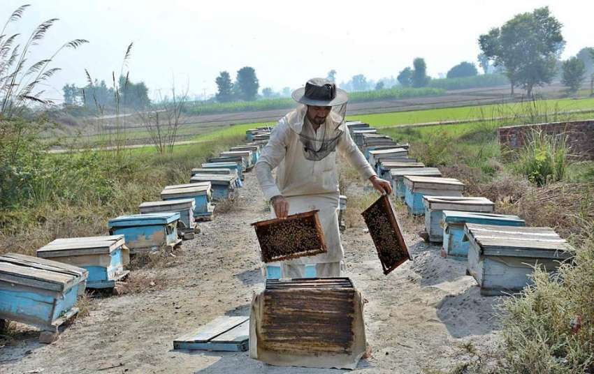فیصل آباد: ایک کسان شہد کی مکھی کے فارم سے شہد چیک کر رہا ..