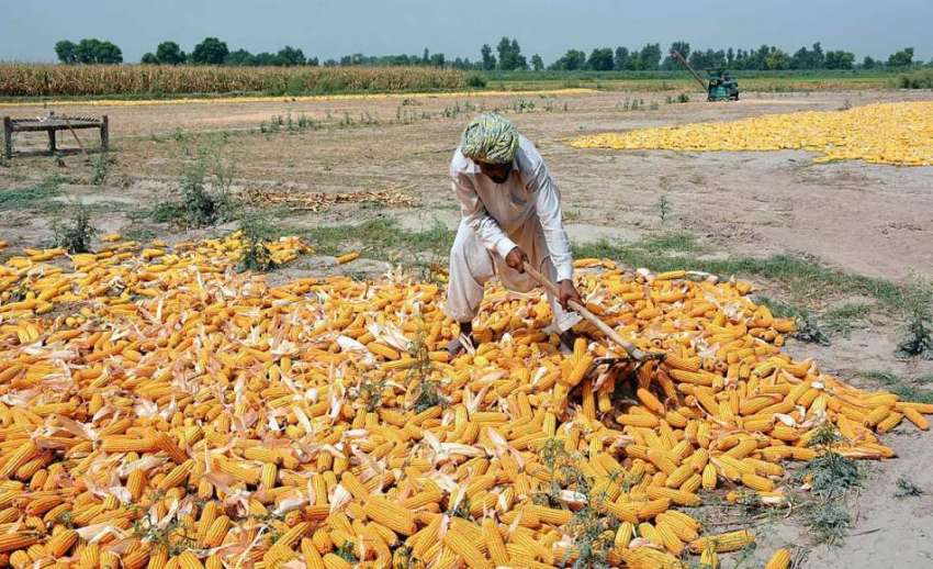 فیصل آباد: کسان چھلیاں خشک کرنے کے لیے دھوپ میں پھیلا رہا ..