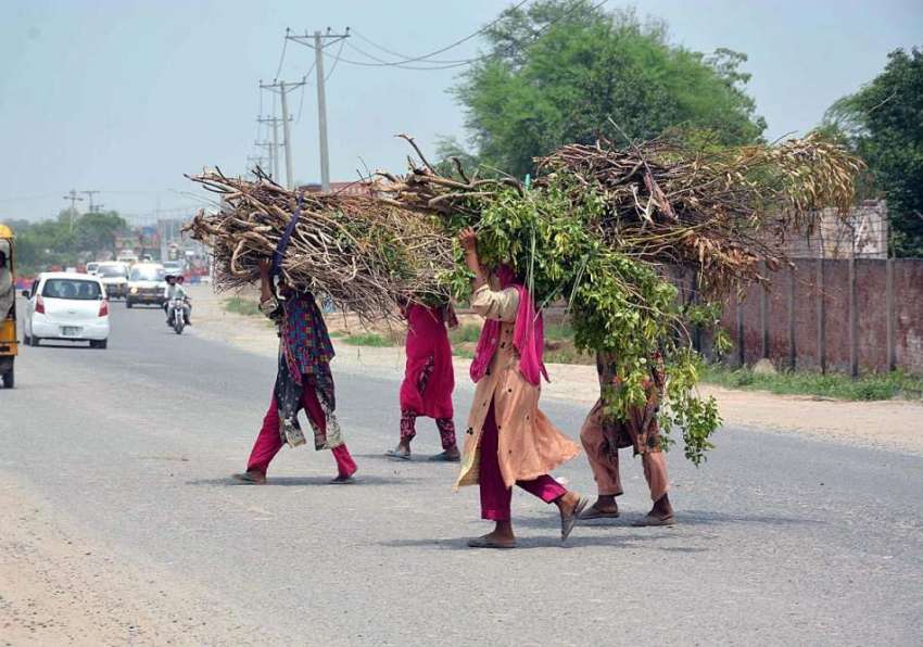فیصل آباد: خواتین گھر کا چولہا جلانے کے لیے خشک لکڑیاں جمع ..