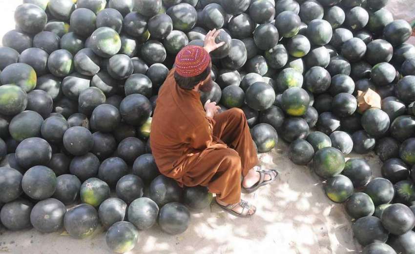 راولپنڈی: محنت کش گاہکوں کو متوجہ کرنے کے لیے تربوز سجا رہا ..