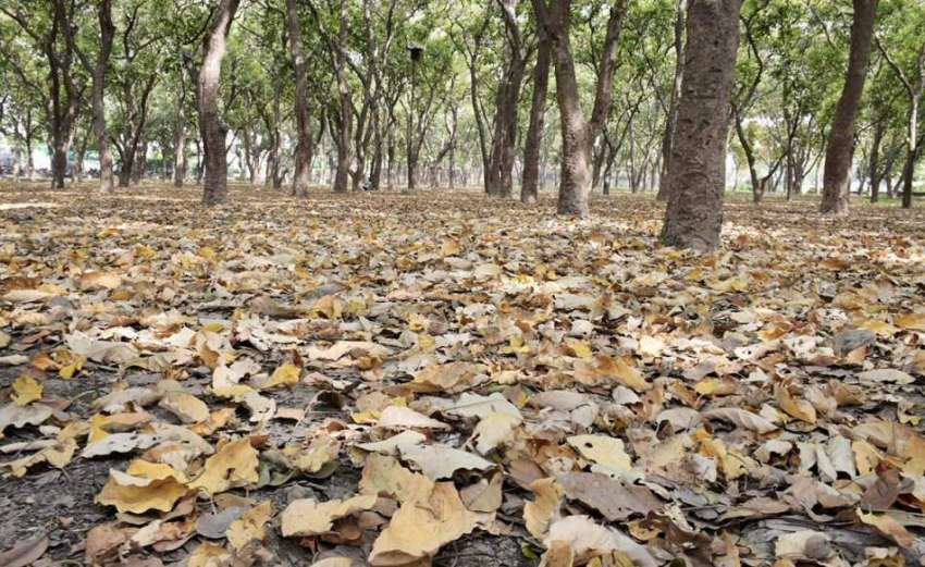 لاہور: مقامی پارک میں درختوں سے زمین پر گرنے والے سوکھے پتے ..