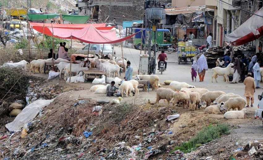 راولپنڈی: بیوپاریوں نے قربانی کے حوالے سے بکرے سرک کنارے ..