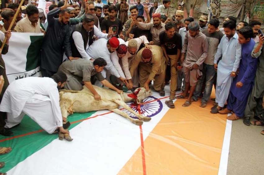 حیدر آباد: سنی تحریک ارکان بھارتی پرچم زمین پر بچھاکر گائے ..