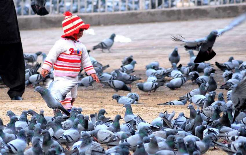 ملتان:چھوٹا بچہ قاسم باغ میں کبوتروں کے ساتھ کھیل رہا ۔
