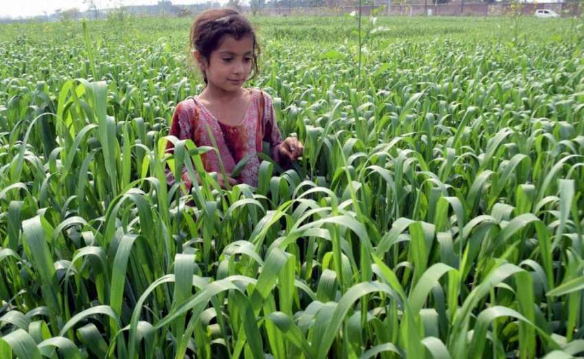 لاہور: کوٹ لکھپت میں ایک بچی کھیتوں میں کھیل رہی ہے۔