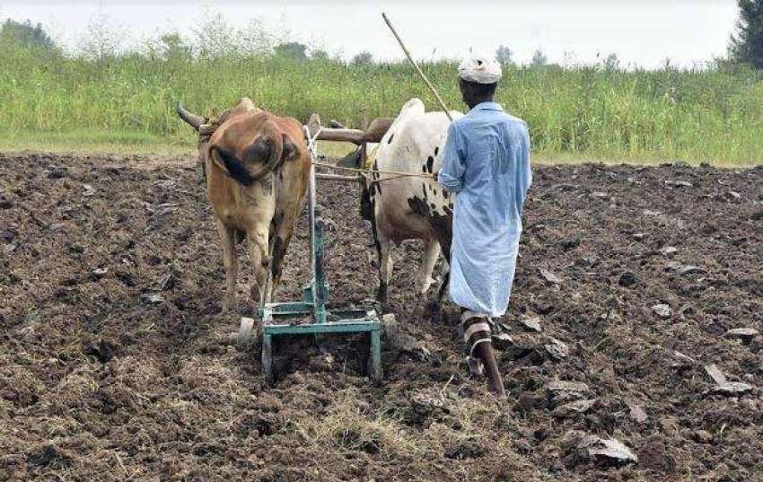 فیصل آباد:ایک کسان اگلی فصل کے لئے اپنے کھیت کی تیاری کر ..