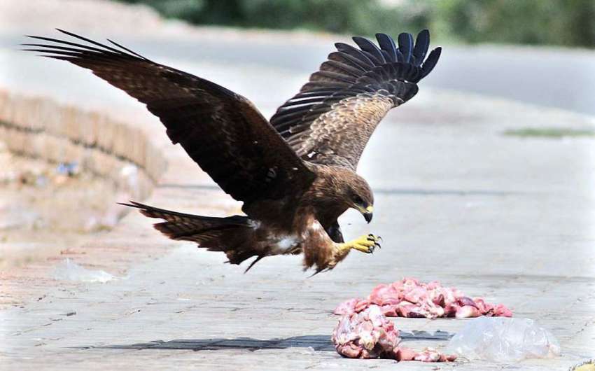 ملتان: عقاب لوگوں کی طرف سے پھینکا گیا گوشت کھانے کے لئے ..