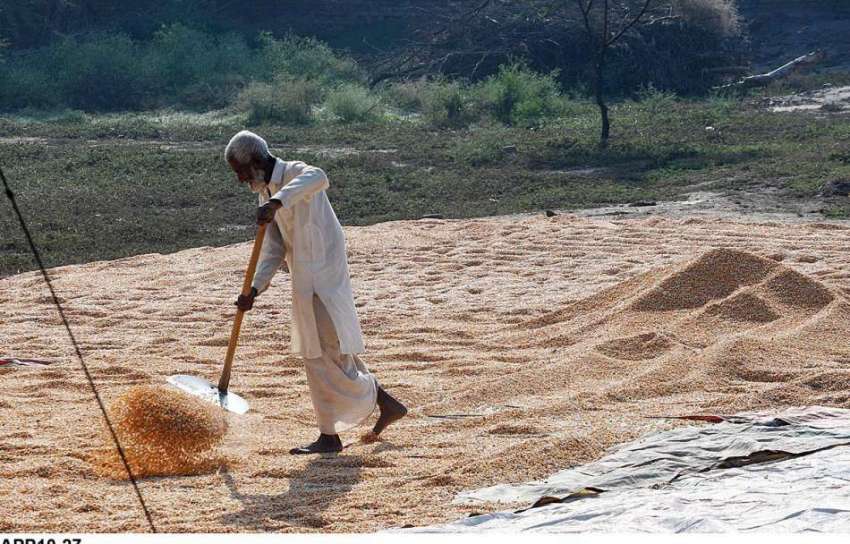 ملتان: کاشت کے بعد سوکھنے کے لئے مکئی پھیلانے والا ایک کسان