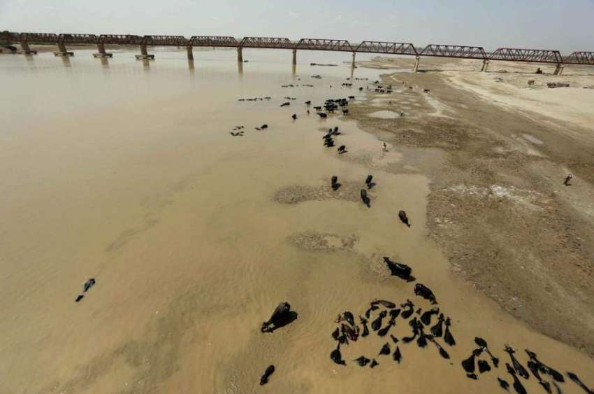 حیدرآباد: دریائے سندھ میں نہانے والی بھینسوں کی ایک بڑی ..