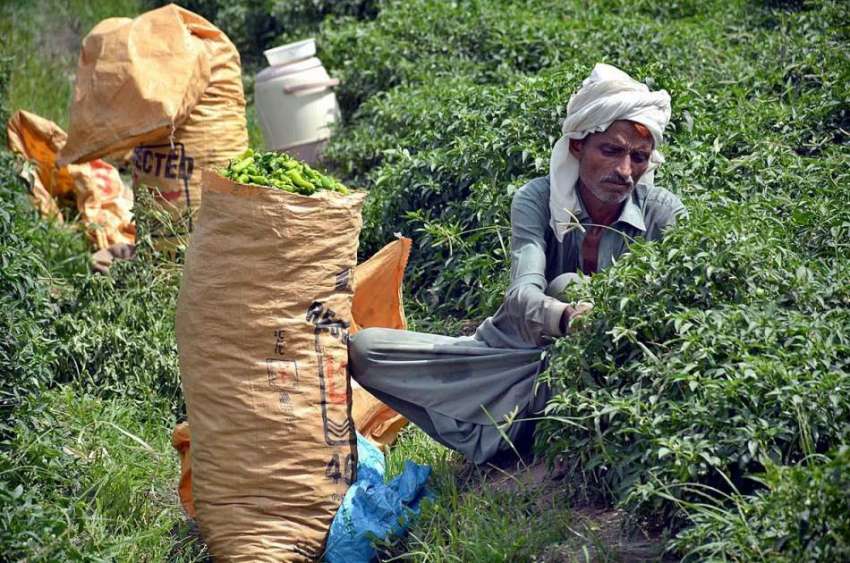 فیصل آباد: کسان کھیت سے سبز مرچین چننے میں مصروف ہے۔