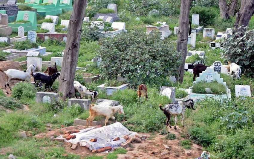 راولپنڈی: مناسب دیکھ بھال نہ ہونے پر قبرستان میں بکریاں ..