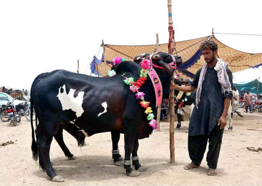 حیدر آباد: بیوپاری قربانی کا مویشی فروخت کے لیے گاہکوں کا ..