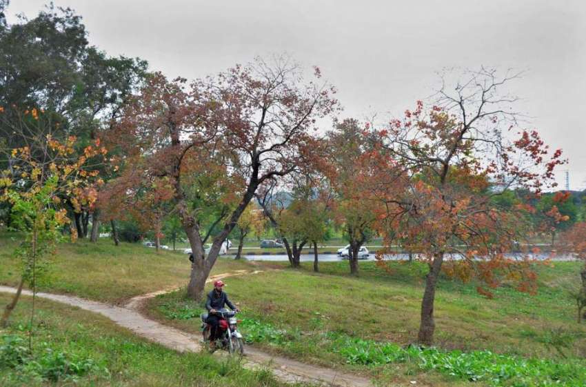 اسلام آباد: شہر میں موسم خزاں کے موسم کے موقع پر درختوں کے ..