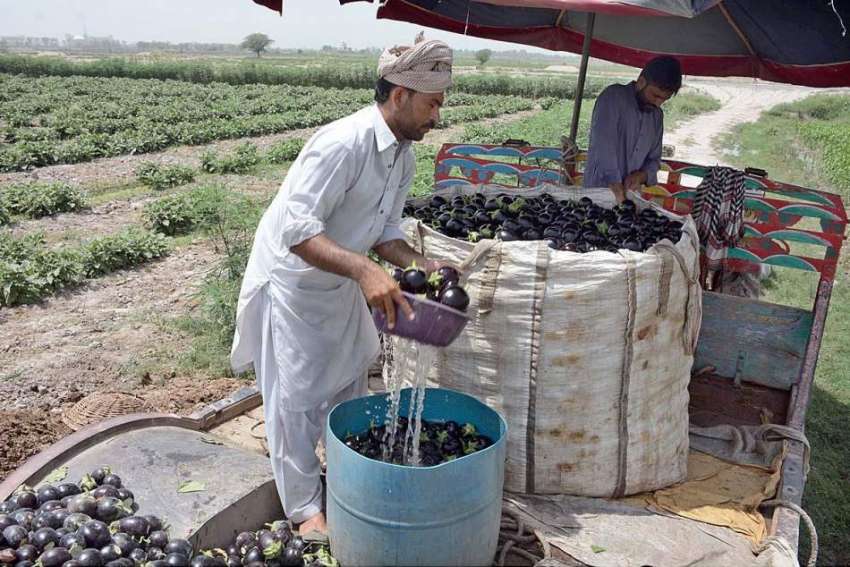 فیصل آباد: کسان مارکیٹ میں سپلائی کے لیے بینگن دھو رہا ہے۔