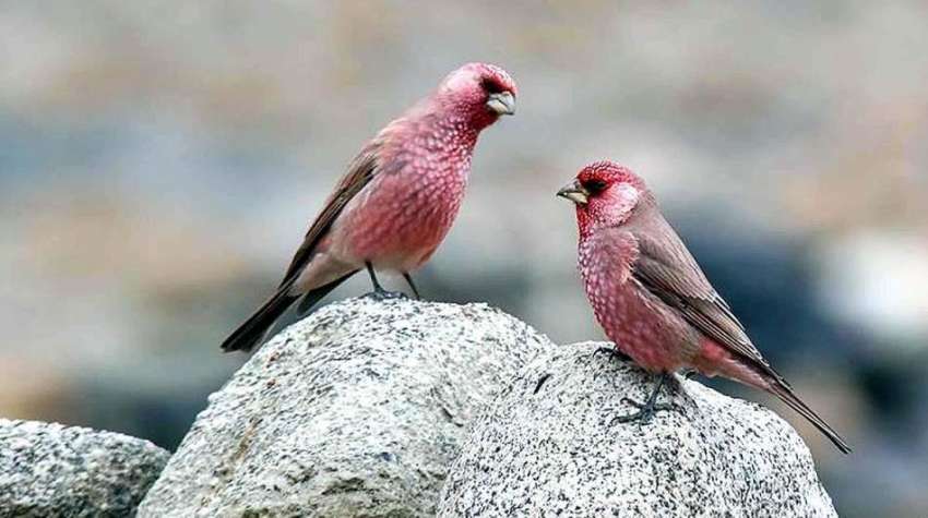 گلگت: پتھر پر بیٹھا پرندوں کا جوڑا دلکش منظر پیش کررہا ہے۔