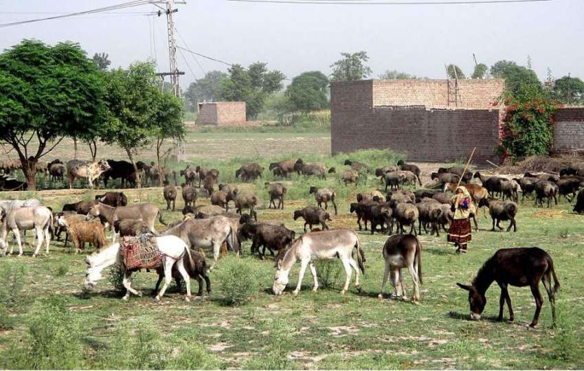 فیصل آباد: خاتون مال مویشی چرا رہا ہے۔