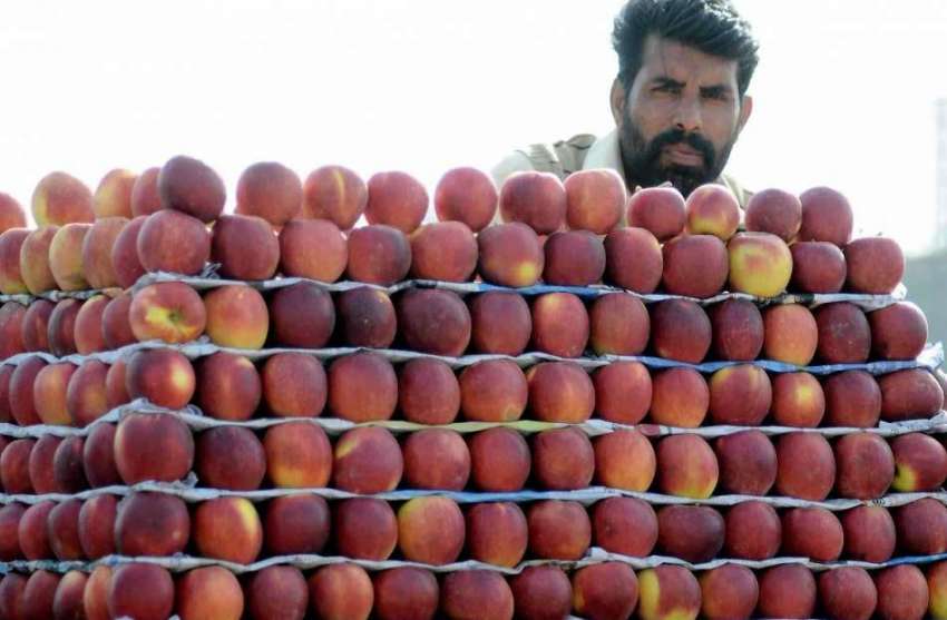 اسلام آباد: سٹال فروش موسمی پھل سیب سجائے گاہکوں کا انتظار ..