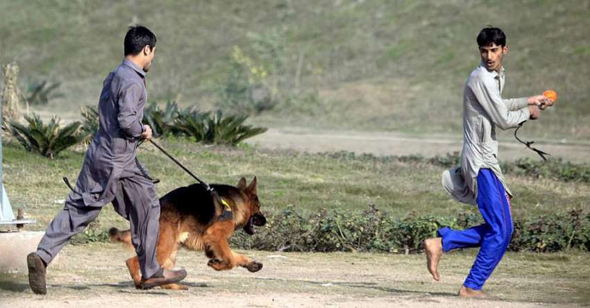 راولپنڈی: ایئرپورٹ روڈ پر نوجوان پالتو کتے کو تربیت دیتے ..