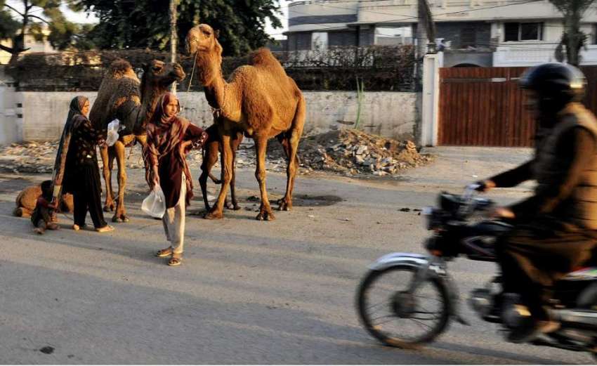 لاہور: خانہ بدوش خواتین سڑک کنارے اونٹنی کا دودھ فروخت کررہی ..