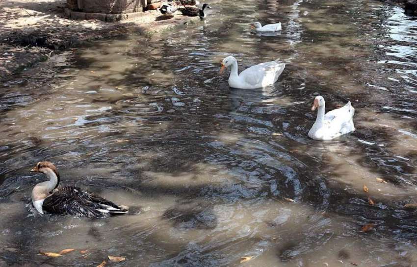 فیصل آباد: گرمی کی شدت کم کرنے کے لیے بطخیں پانی میں تیر رہی ..
