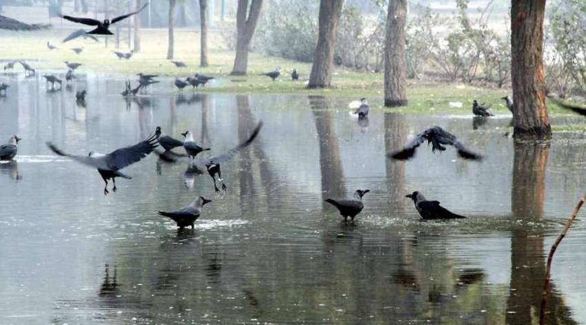 لاہور: جیلانی پارک میں جمع بارش کے پانی میں کوے موج مستی ..