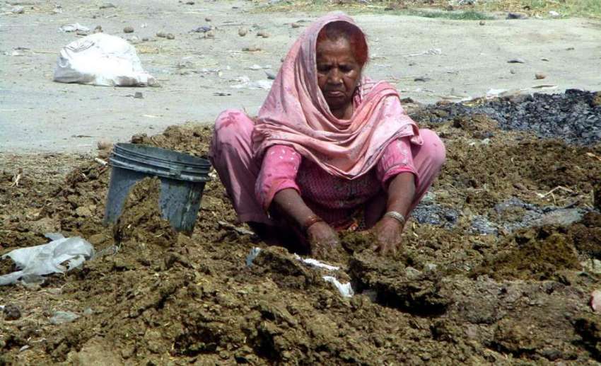 فیصل آباد: کسان خاتون گوبر کی (پاتھیاں) لگانے میں مصروف ہے۔