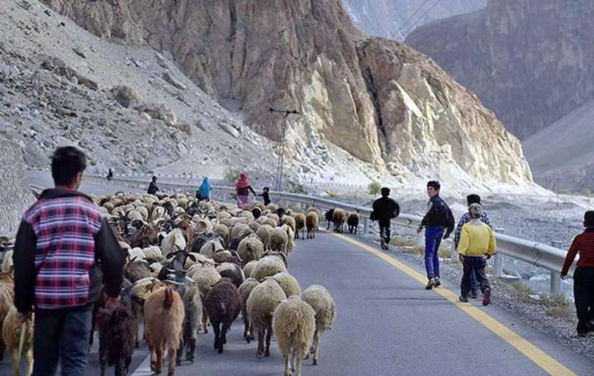 گلگت: نوجوان چرواہا اپنی بھیڑ بکریاں چرانے جا رہا ہے۔