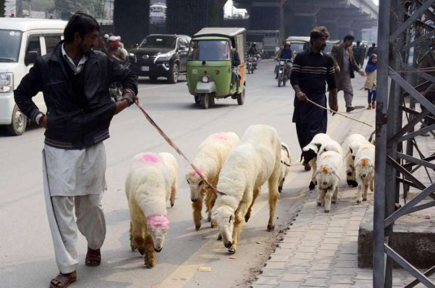لاہور: محنت کش چھترے فروخت کے لیے جا رہے ہیں۔