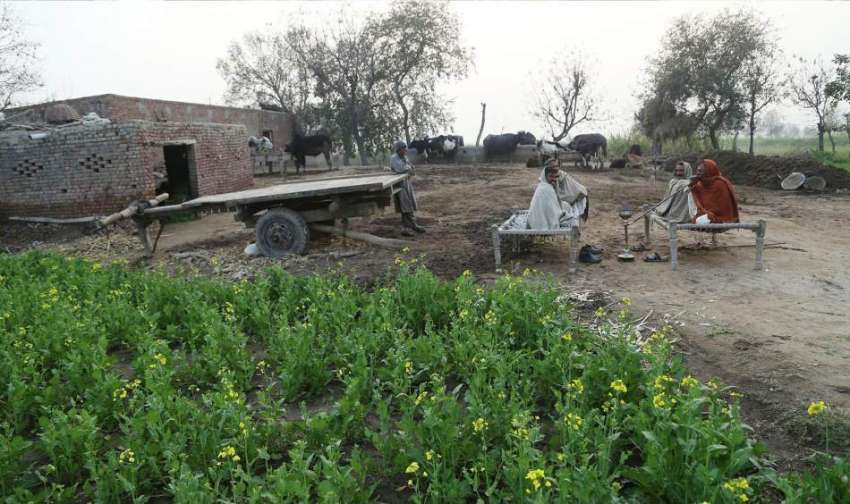 لاہور: نواحی گاؤں میں کسان کھیت کے قریب بیٹھے حکہ پی رہے ..