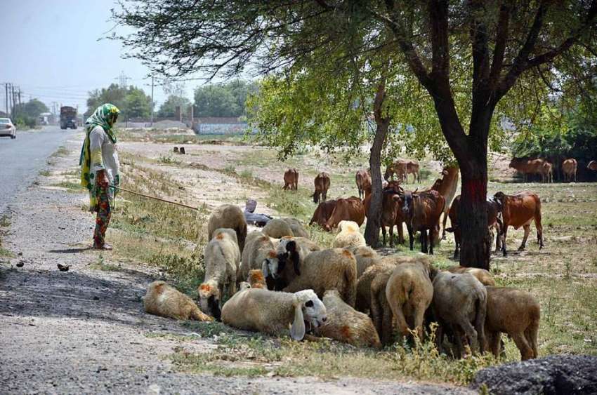 فیصل آباد: بھیڑی بکریاں وغیرہ گرمی کی شدت سے بچنے کے لیے ..