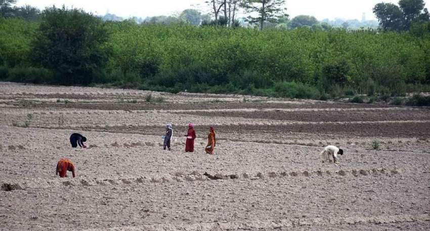 لاہور: کسان خواتین کھیت میں روز مرہ کام میں مصروف ہیں۔