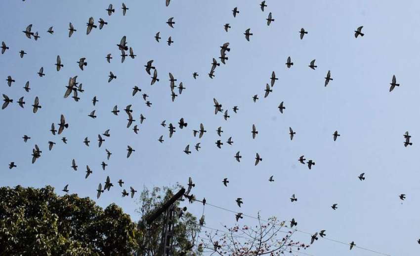 لاہور: پرندے آسمان پر پرواز کر رہے ہیں۔