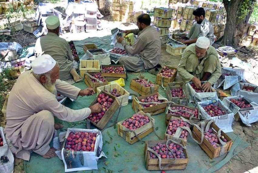 پشاور: مزدور مارکیٹ میں سپلائی کے لیے آلوبخارہ لکڑی کی پیٹیوں ..