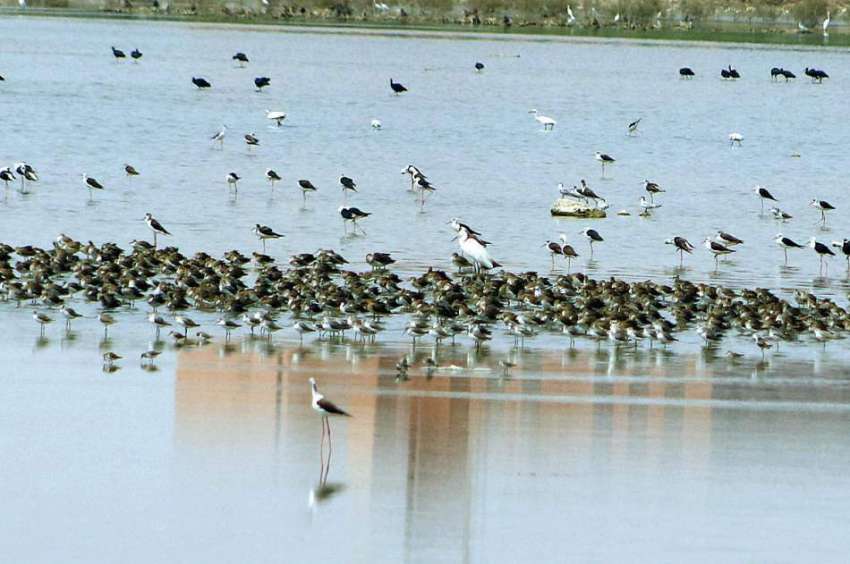 حیدرآباد: جی ٹی سی گراؤنڈ میں پانی میں بیٹھے پرندے بیٹھے ..