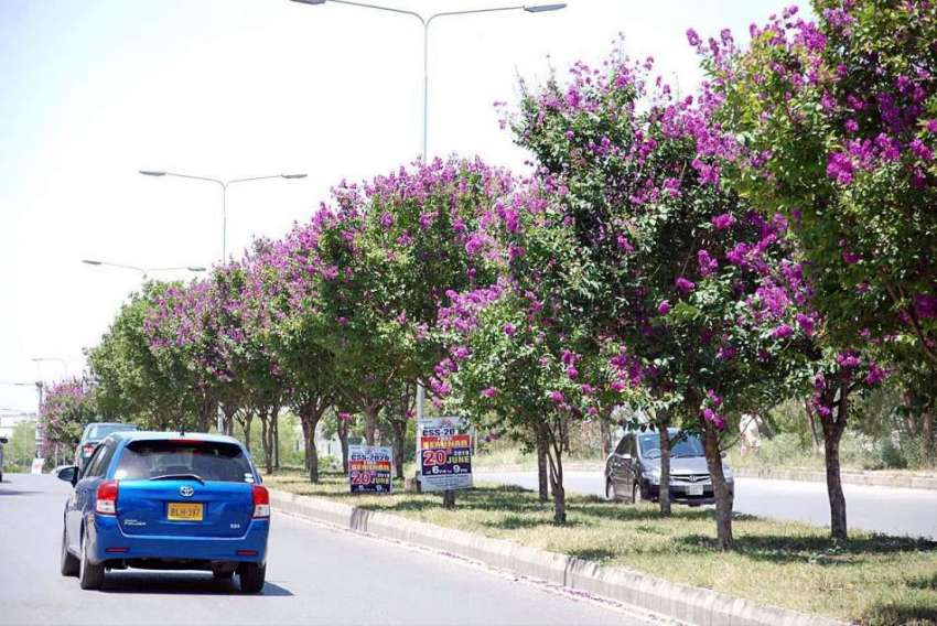 اسلام آباد: وفاقی دارالحکومت میں سڑک کنارے لگے درختوں پر ..