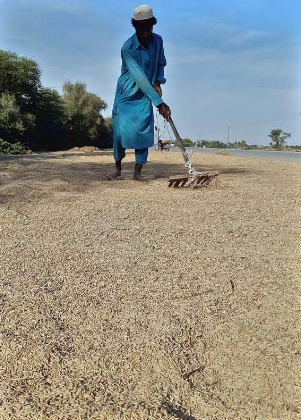 لاڑکانہ: ایک کسان چاول کی تازہ فصل کو خشک کرنے کے  لئے پھیلا ..