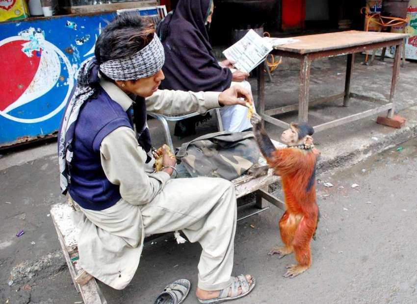 فیصل آباد: مداری روزی کمانے کے لیے بندر کا تماشا دکھا رہا ..