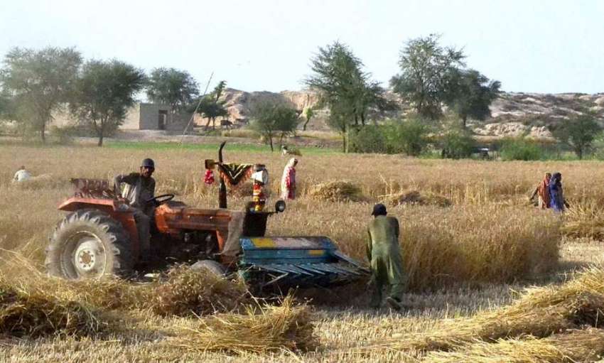 سرگودھا: کسان کھیت میں گندم کی کٹائی میں مصروف ہیں۔