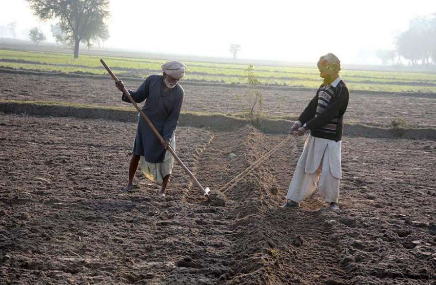 فیصل آباد: کاشتکار روایتی انداز میں کھیت کی تیاری میں مصروف ..
