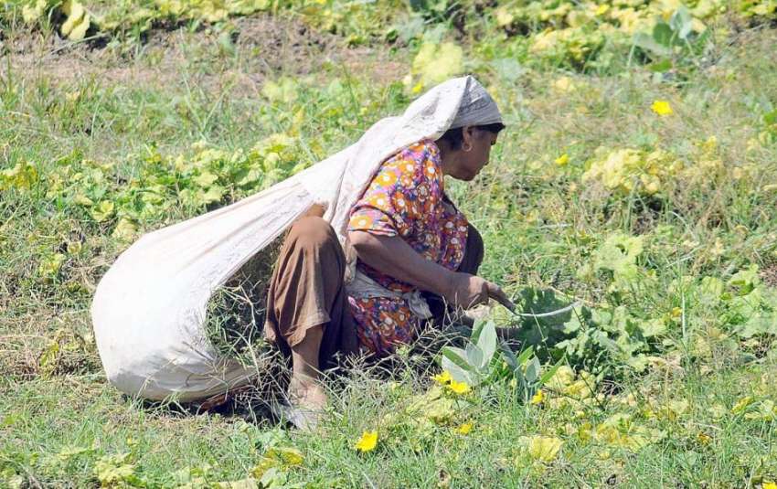 ملتان: ایک کسان خاتون اپنے کھیت سے جانوروں کے لئے چارے کے ..