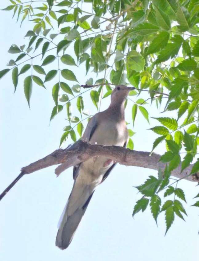 ملتان: درخت کی شاخ پر بیٹھا پرندہ دلکش منظر پیش کررہا ہے۔