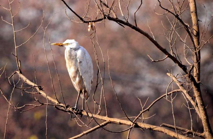 راولپنڈی: درخت کے شاخ پر خوبصورت پرندہ بیٹھا ہے۔