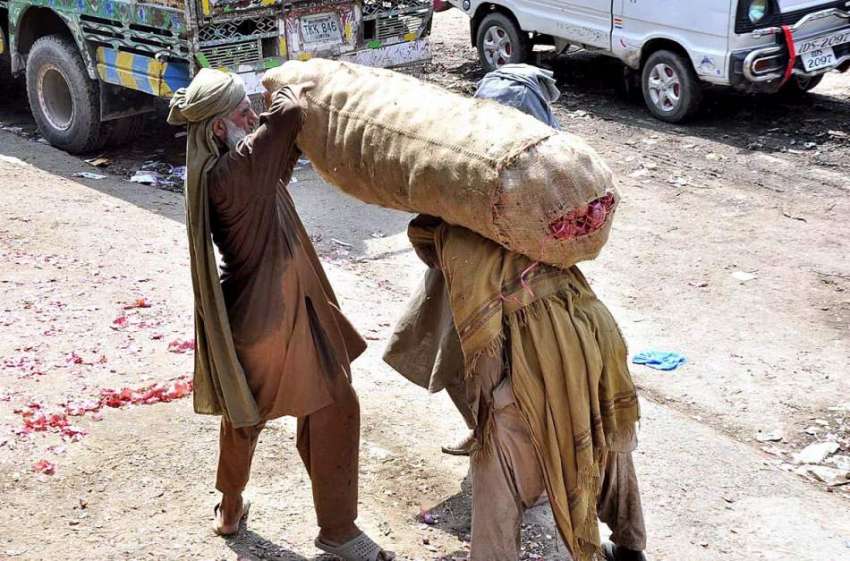 اسلام آباد: مزدور سبزی منڈی میں پیاز بھری بوری اٹھانے کے ..