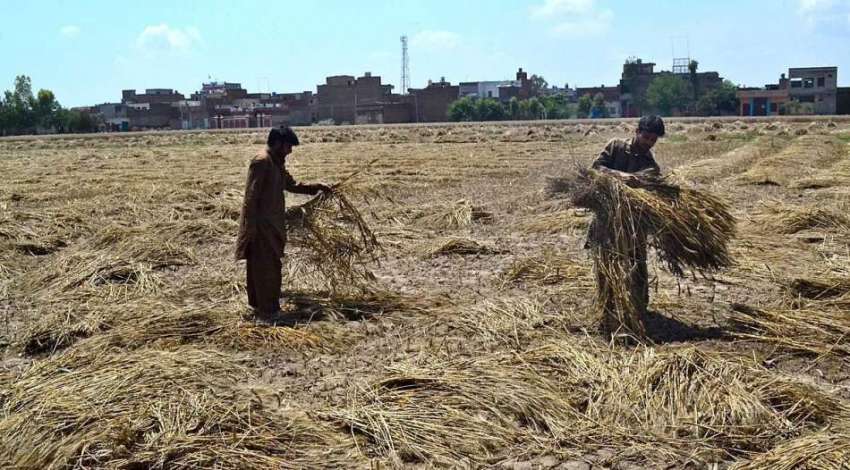 سرگودھا: کسان بارشوں سے متاثرہ گندم خشک کرنے کی کی کوشش کر ..