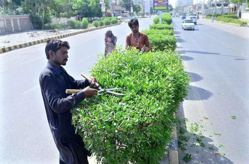 حیدر آباد: ایچ ایم سی اہلکار روڈ ڈیوائیڈر پر لگے پودوں کی ..