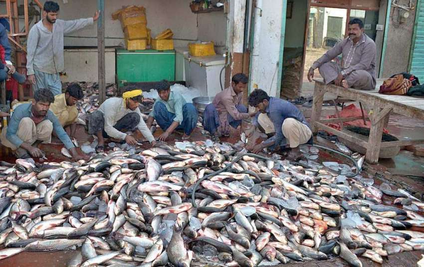 ملتان: فش مارکیٹ میں فروخت کے لئے مچھلیاں صاف کرتے مزدور
