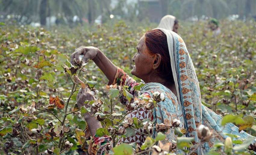 فیصل آباد: خواتین کاشتکار اپنے کھیت میں کپاس کاٹ رہی ہیں۔
